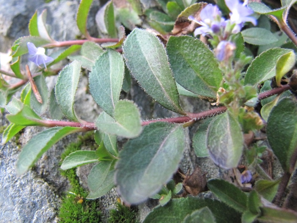 Veronica officinalis